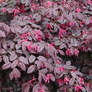 Loropetalum Cerise Charm